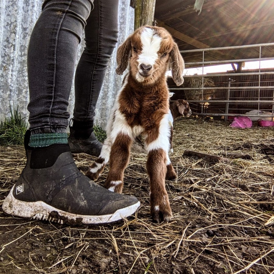 Frost Grey Women's Outscape Short Boots Muckboot