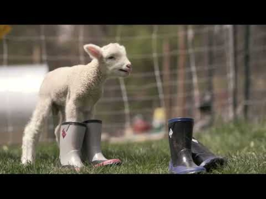 Unisex Forager Short Boots Dark Brown Muckboot